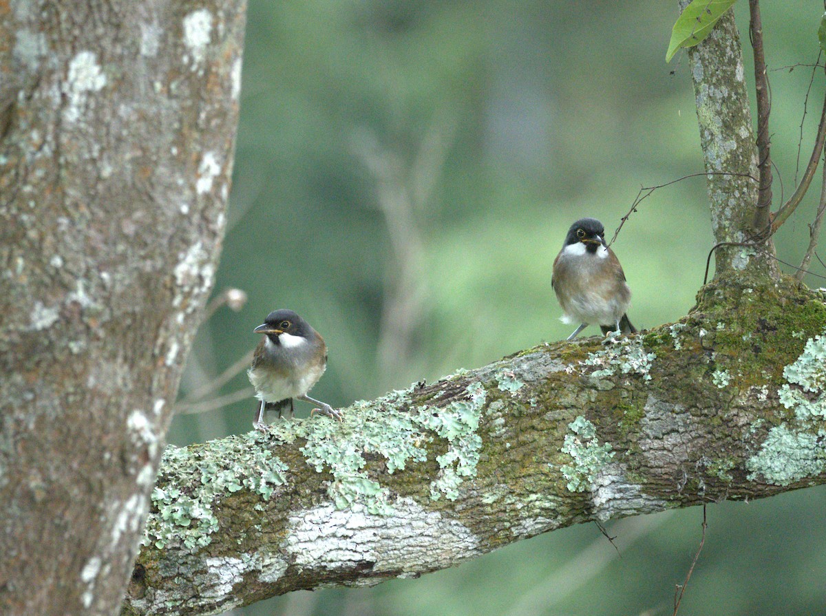 White-cheeked Laughingthrush - ML636807888