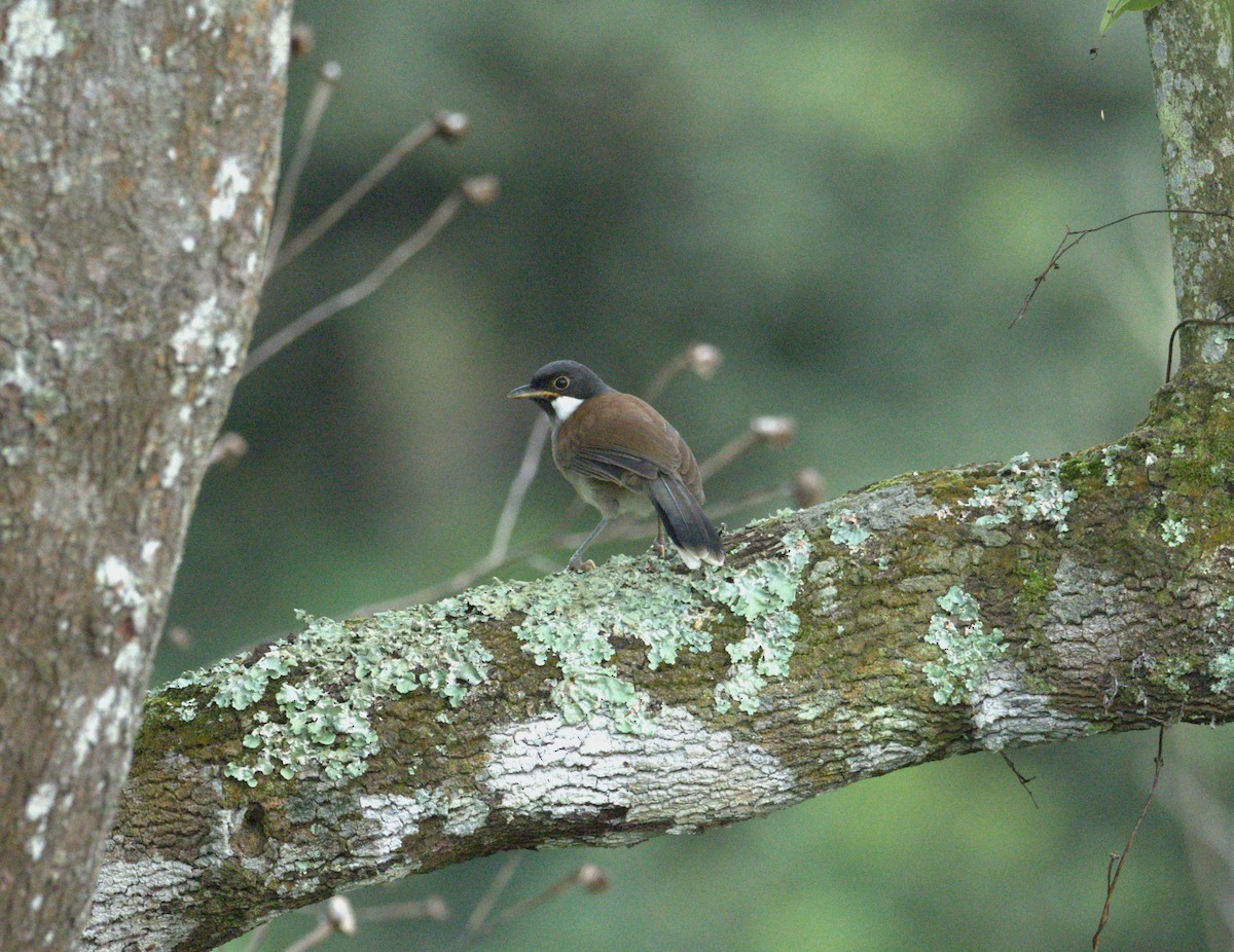 White-cheeked Laughingthrush - ML636807889