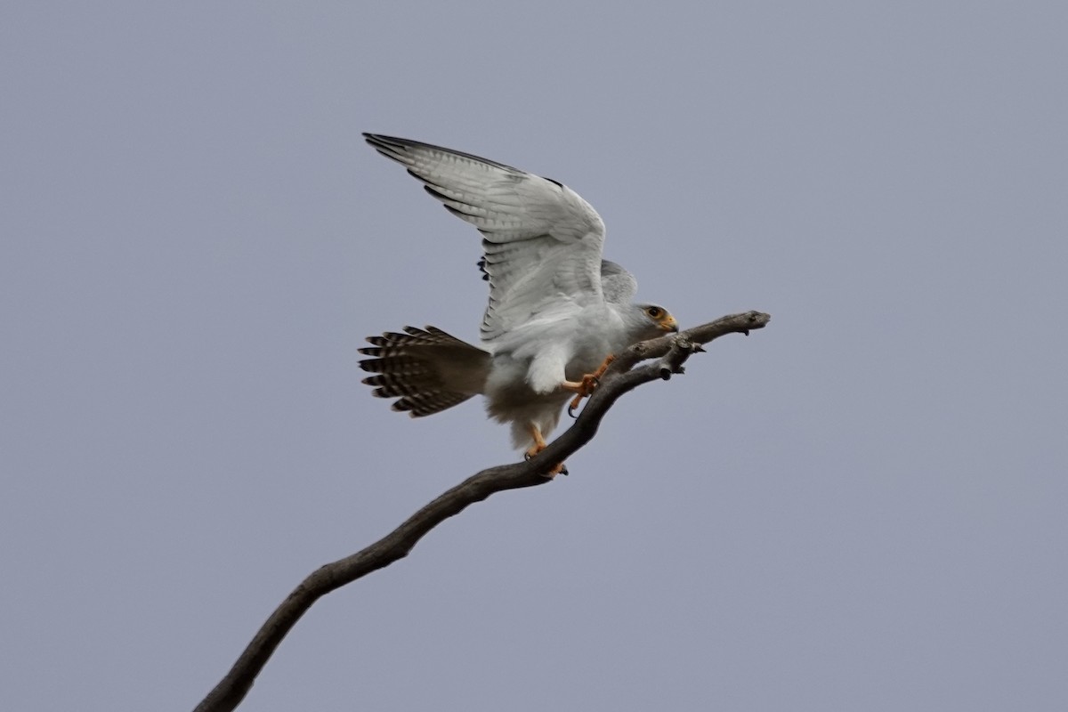 Gray Falcon - ML636808030