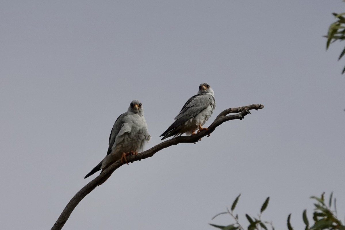 Gray Falcon - ML636808031