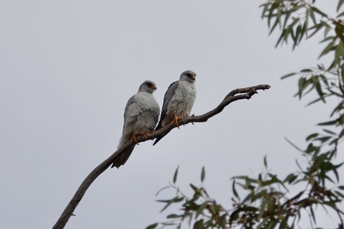 Gray Falcon - ML636808032