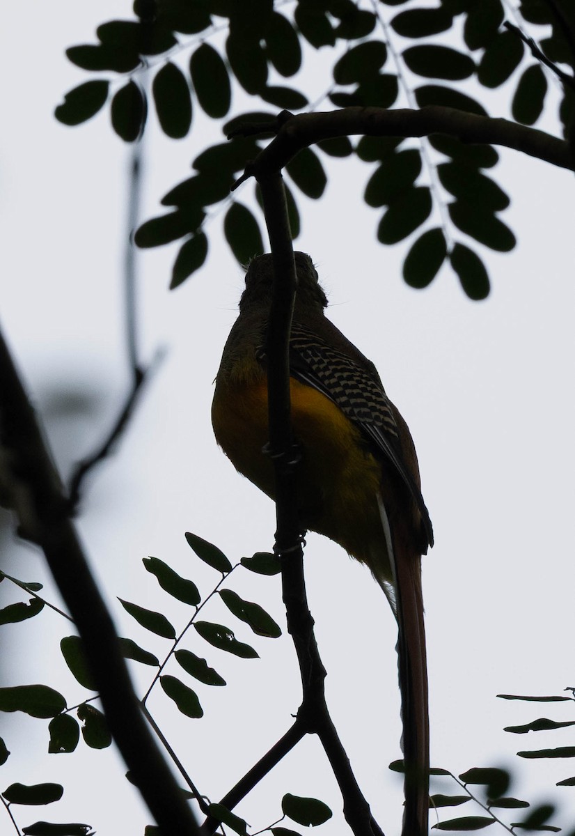 Orange-breasted Trogon - ML636808102