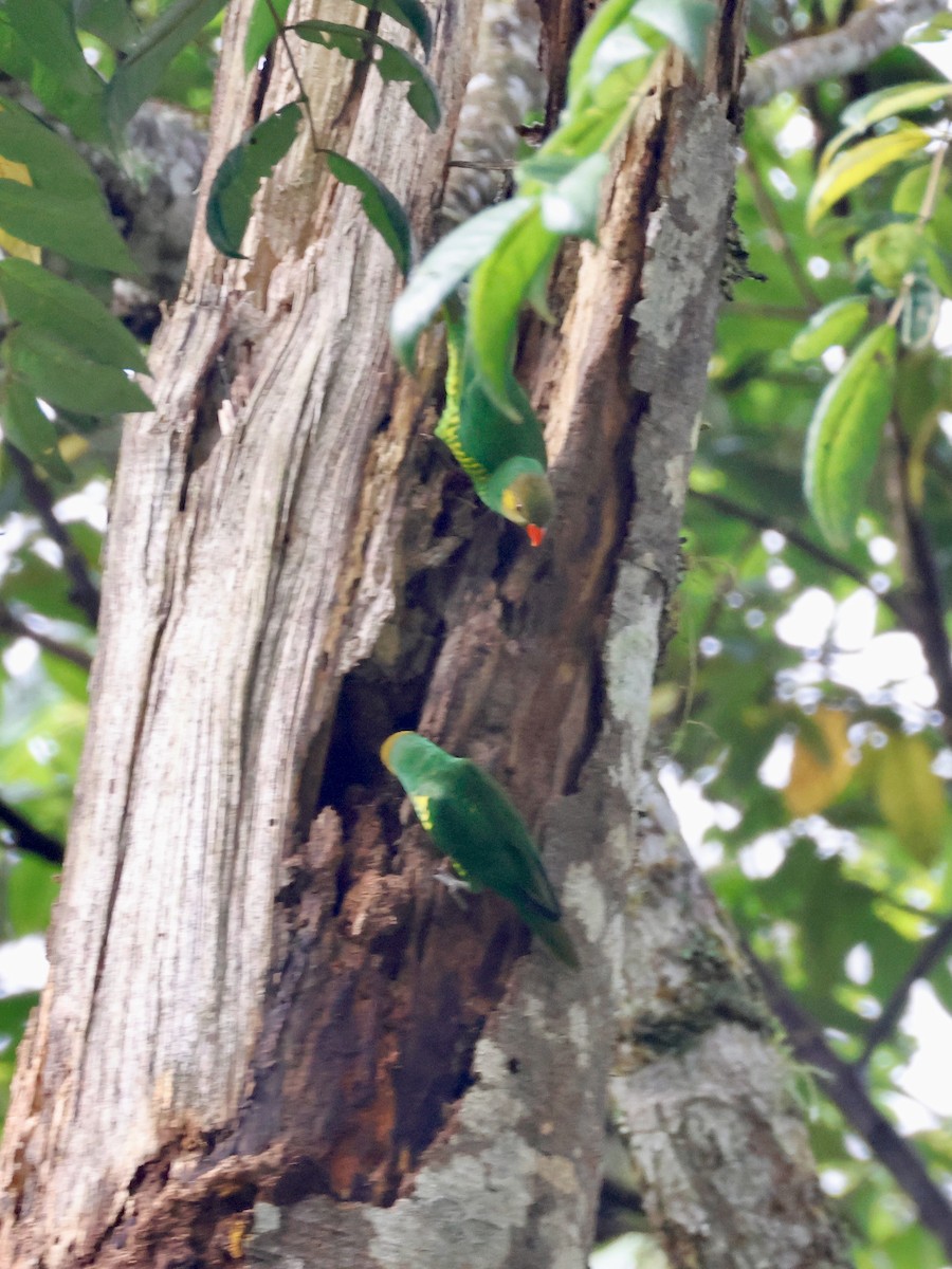 Yellow-cheeked Lorikeet - ML636808294