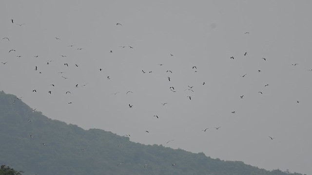 Black-tailed Gull - ML636808368
