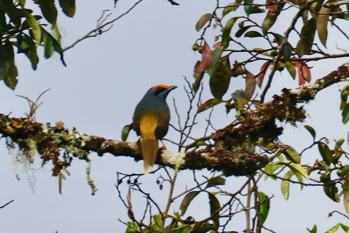 Fiery-browed Myna - ML636808405