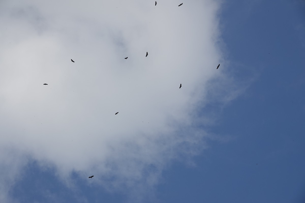 Black Vulture - ML636808522