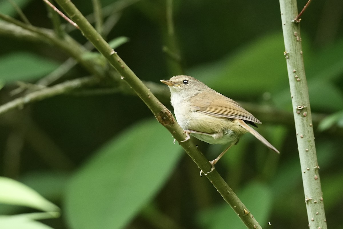 Brownish-flanked Bush Warbler - ML636808576