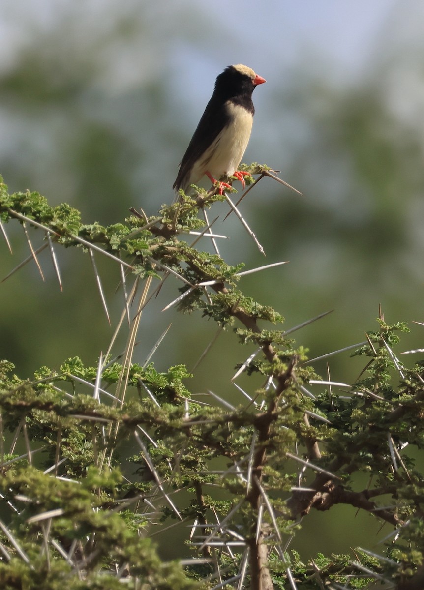Straw-tailed Whydah - ML636808588