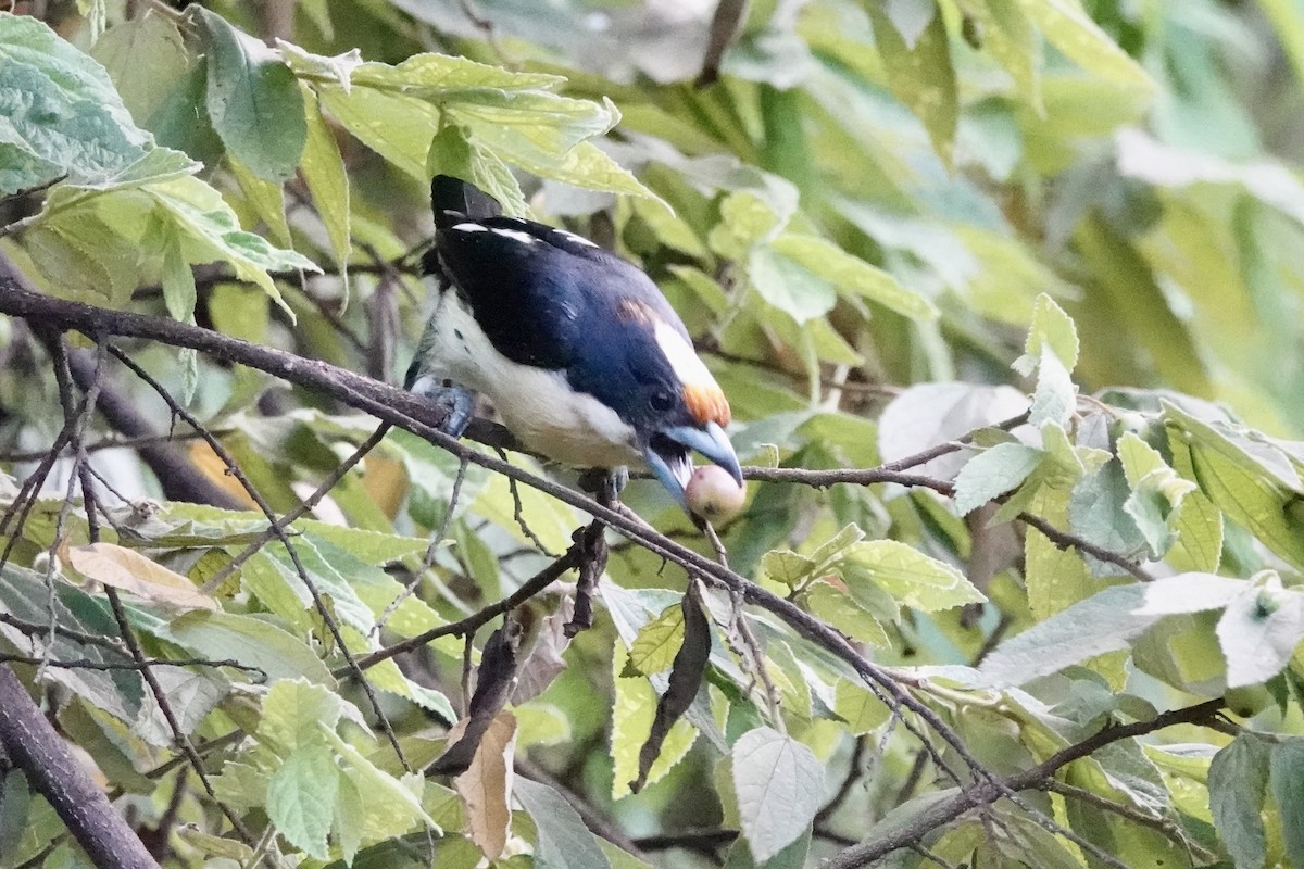 Orange-fronted Barbet - ML636808639