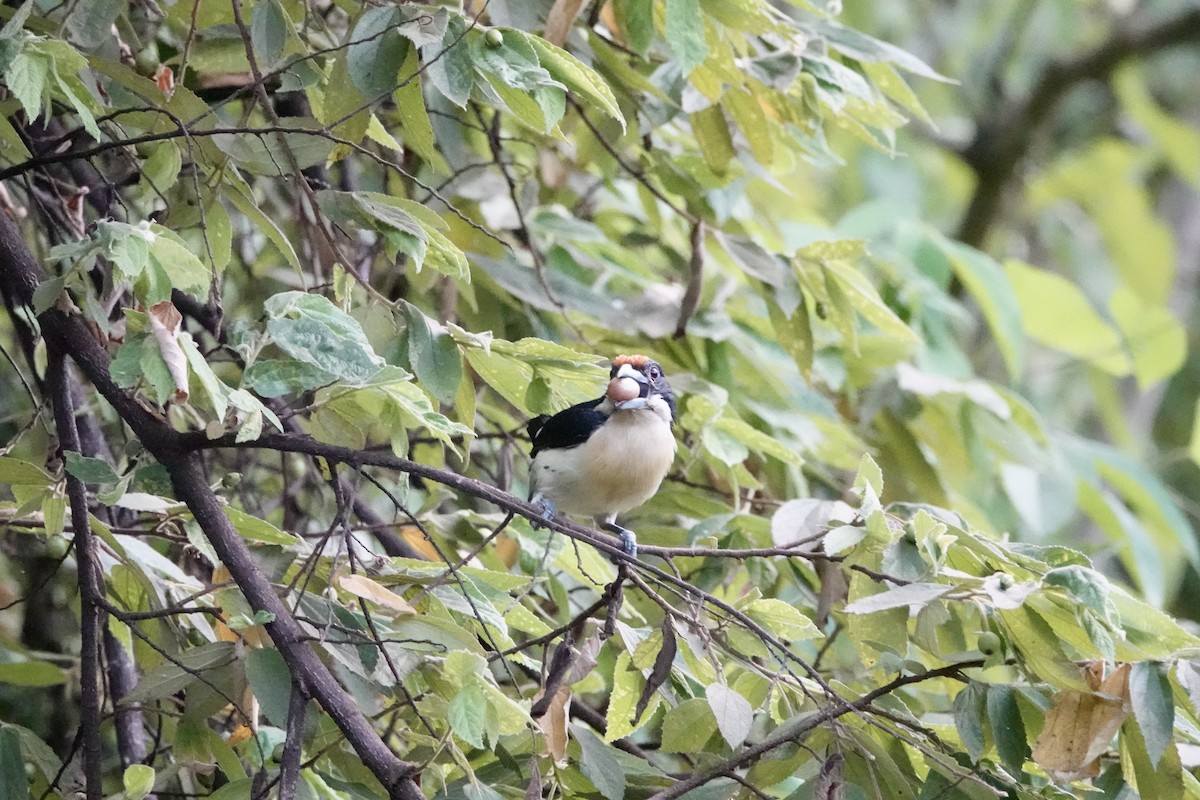 Orange-fronted Barbet - ML636808650