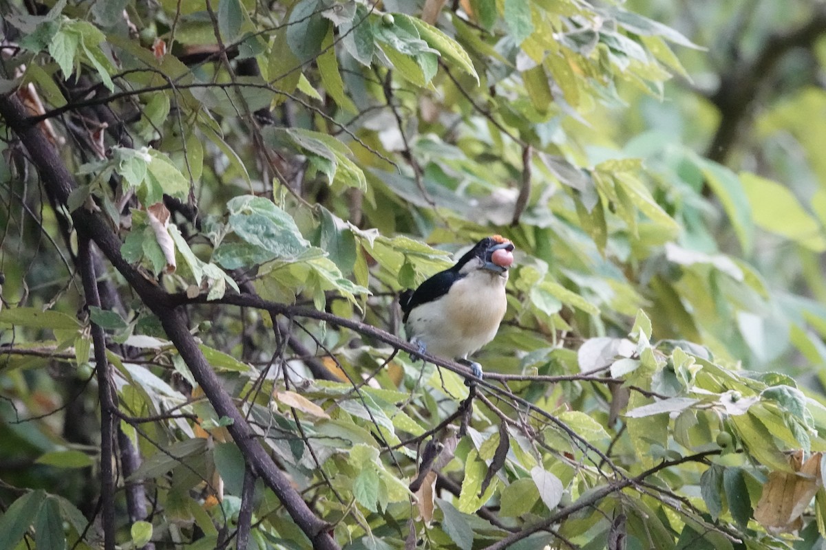 Orange-fronted Barbet - ML636808651