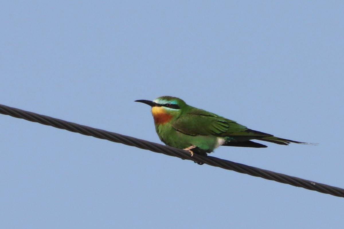 Blue-cheeked Bee-eater - ML636808664