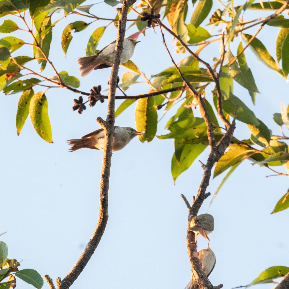 Fuscous Honeyeater - ML636808685