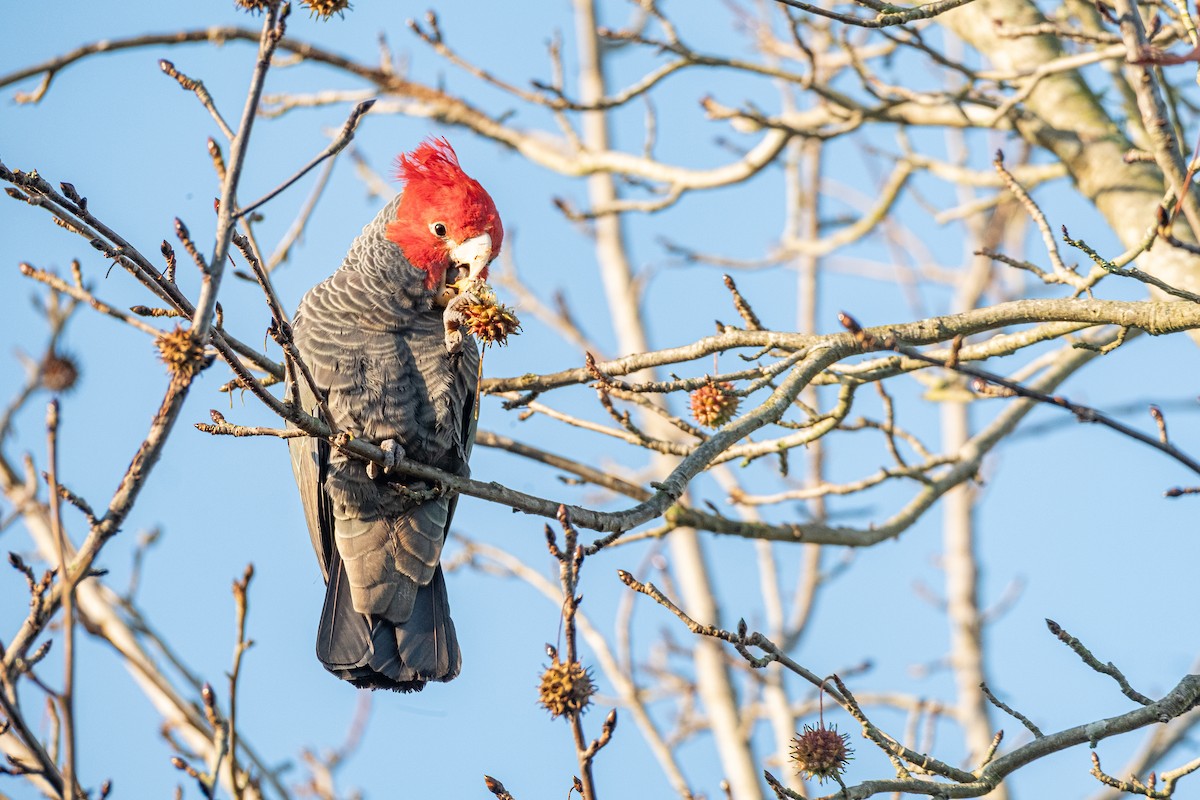 Gang-gang Cockatoo - ML636808712