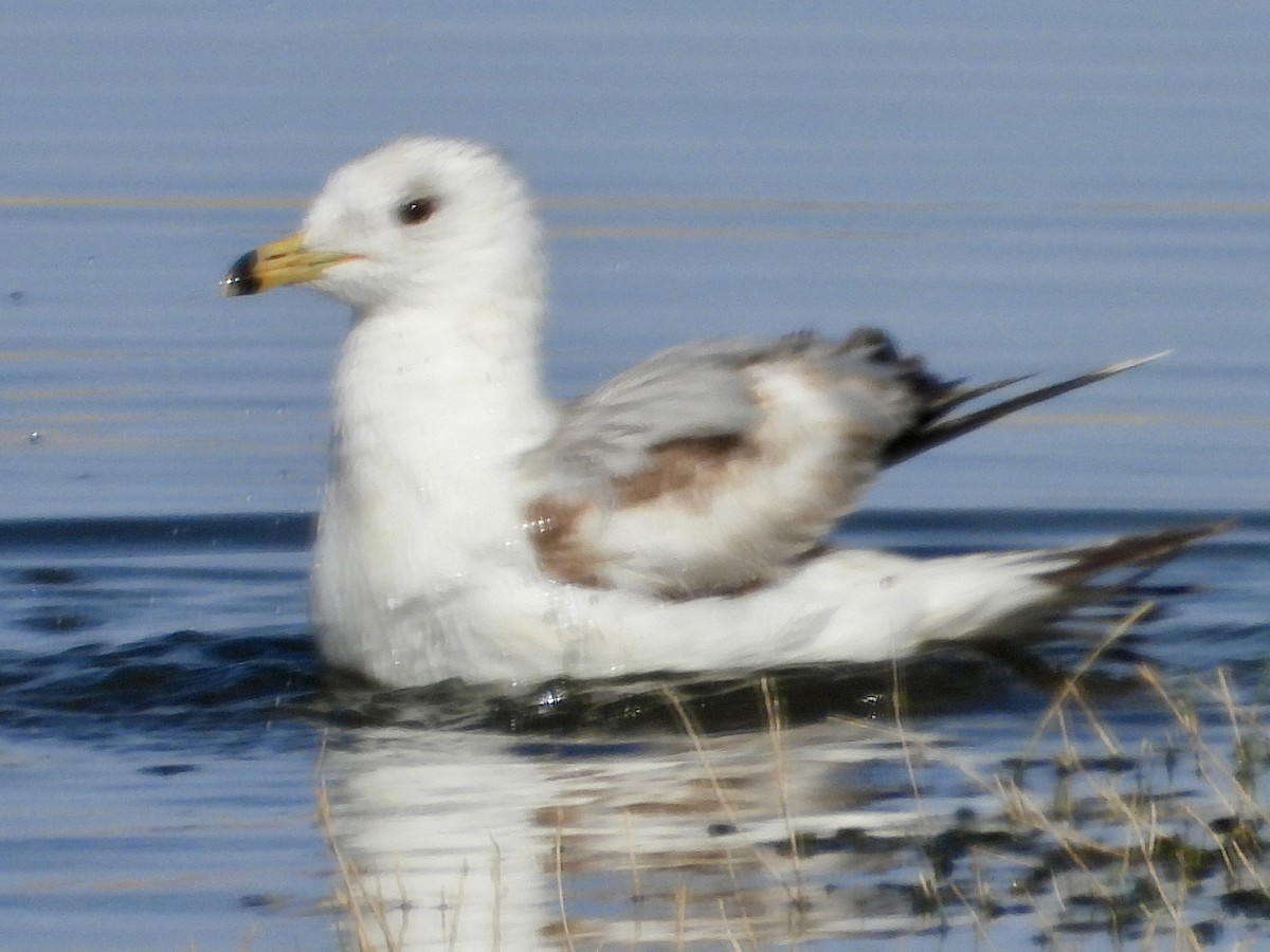 Ring-billed Gull - ML636808724