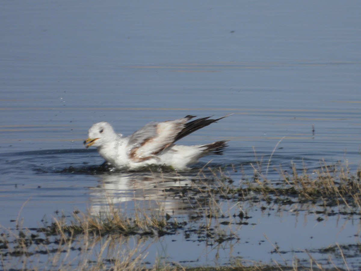Ring-billed Gull - ML636808726