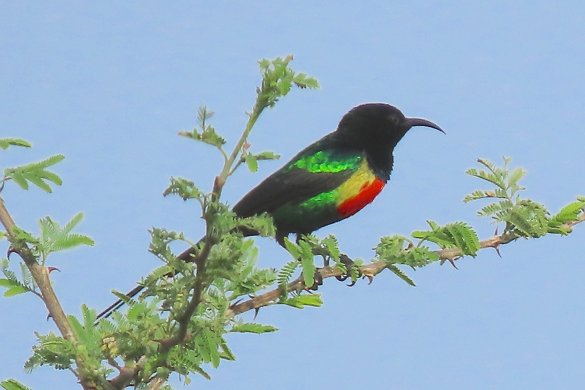 Beautiful Sunbird - ML636808830