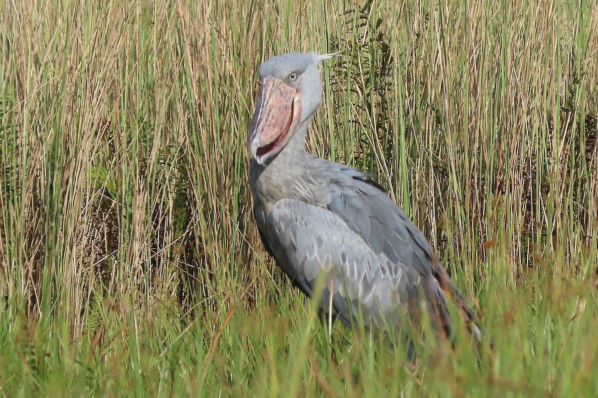 Shoebill - ML636808875