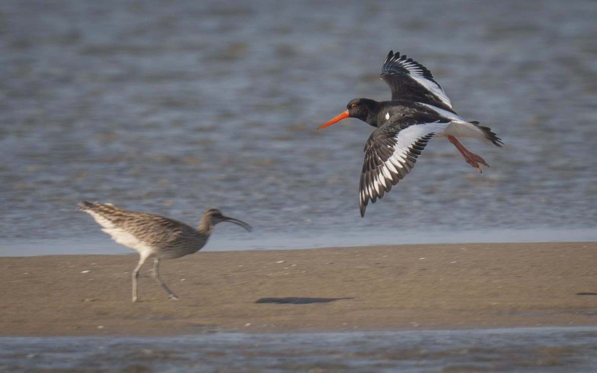 Eurasian Oystercatcher - ML636808897