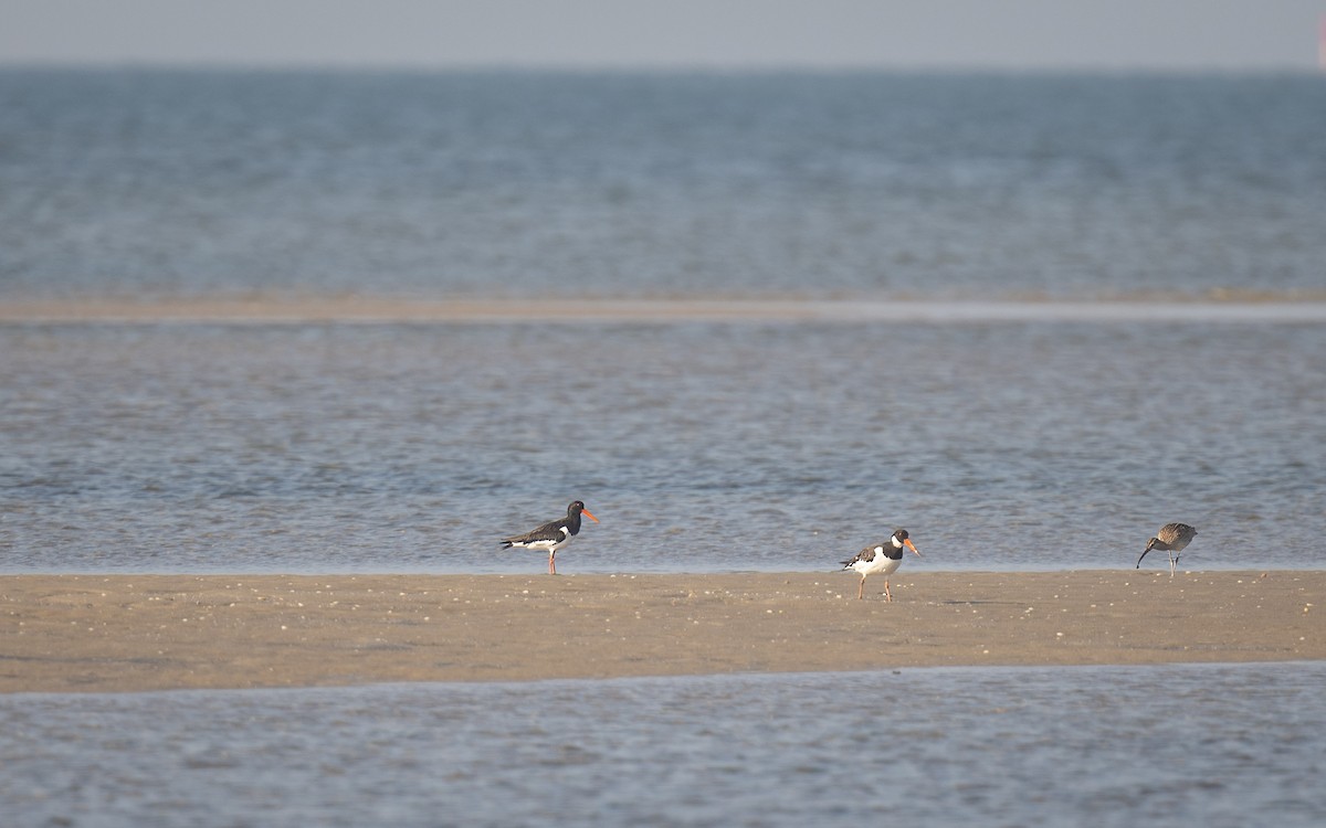 Eurasian Oystercatcher - ML636808898