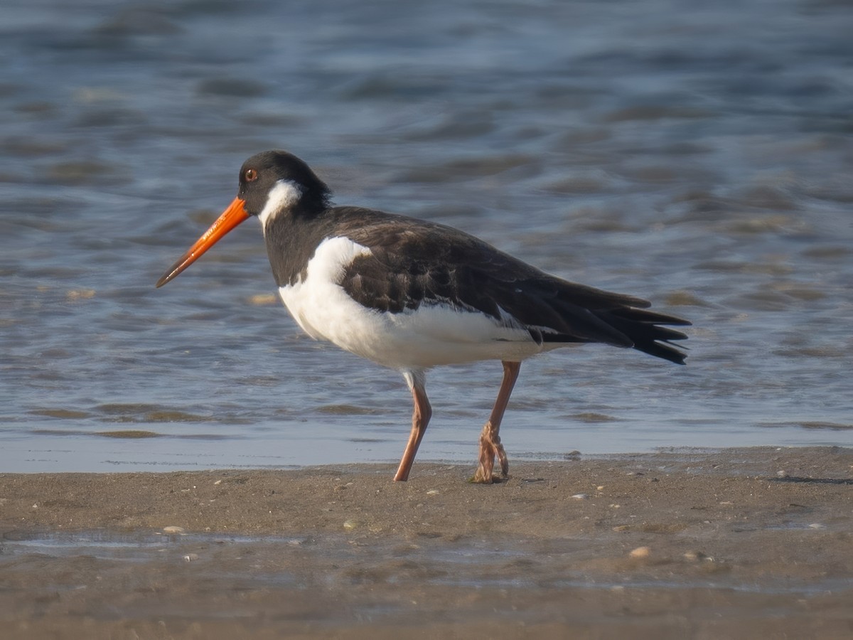 Eurasian Oystercatcher - ML636808899