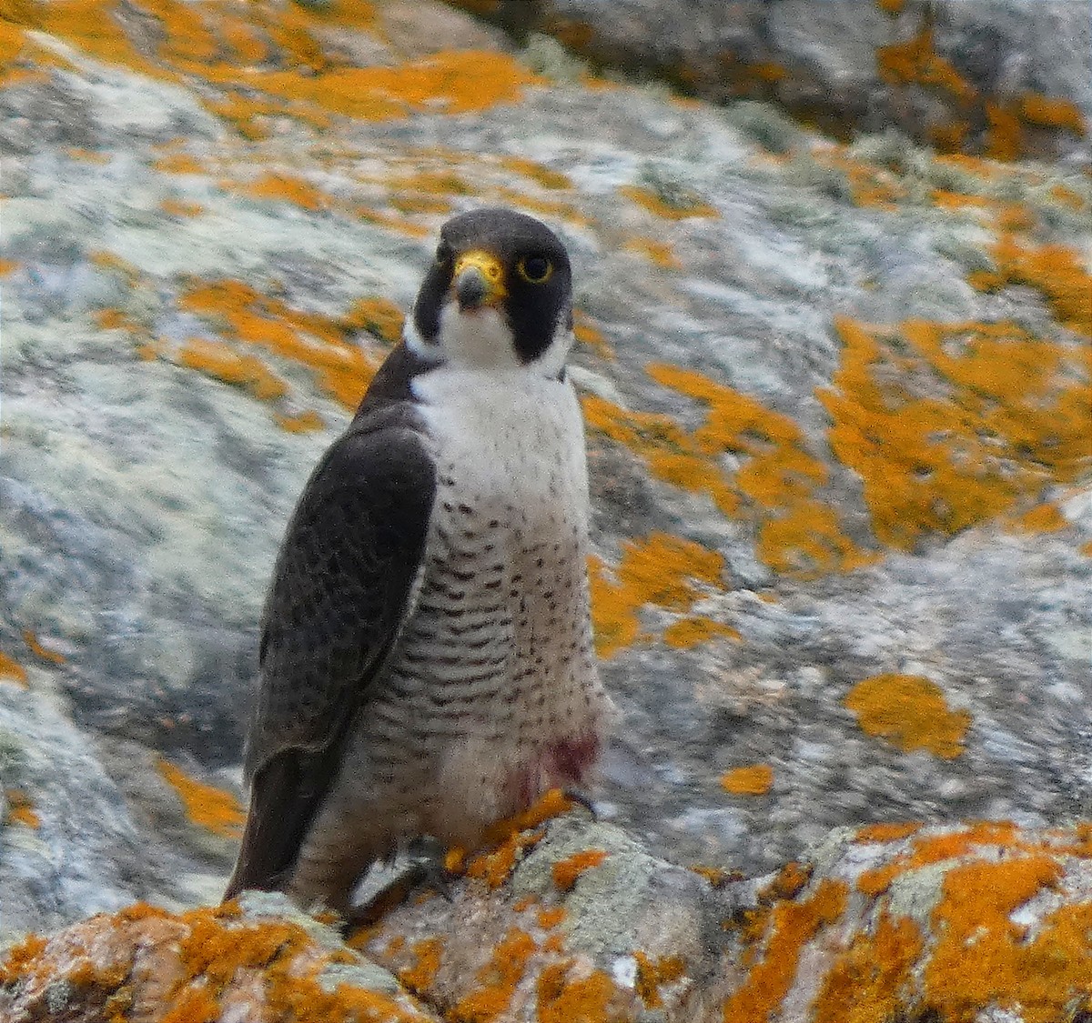 Peregrine Falcon - ML636808973