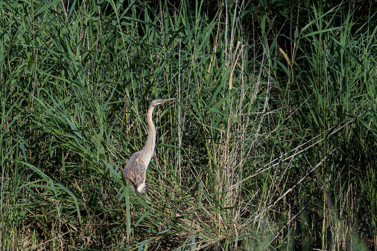 Purple Heron - ML636809043