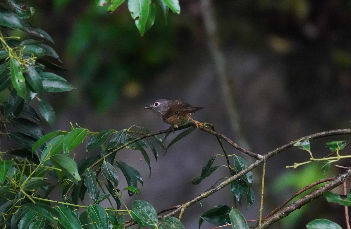 Morrison's Fulvetta - ML636809077