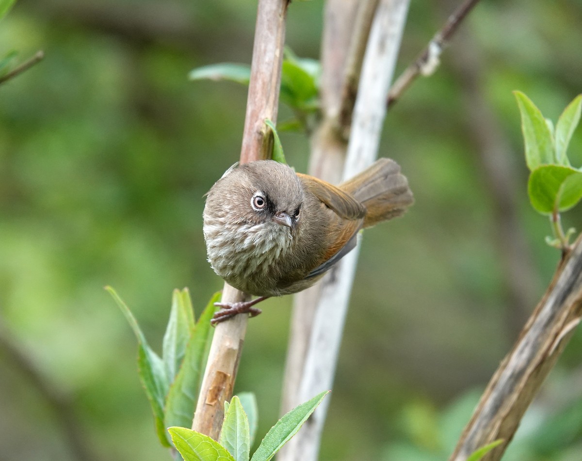 Taiwan Fulvetta - ML636809088