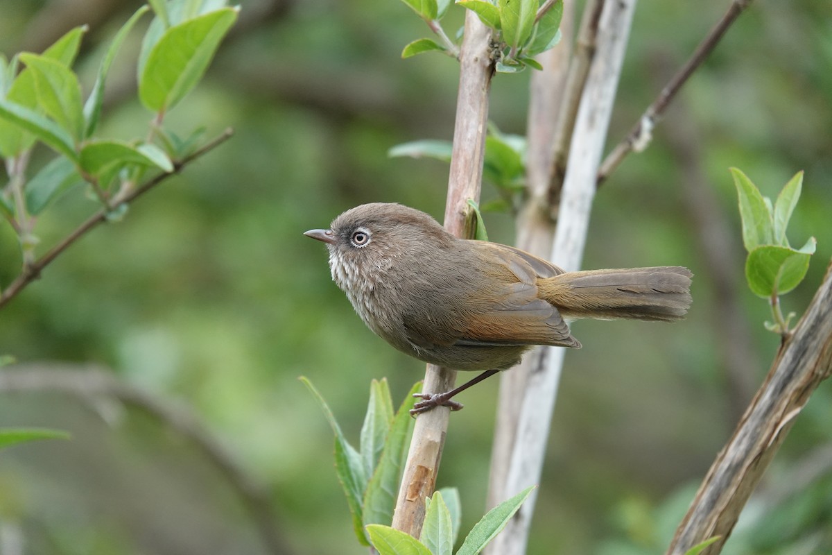 Taiwan Fulvetta - ML636809089