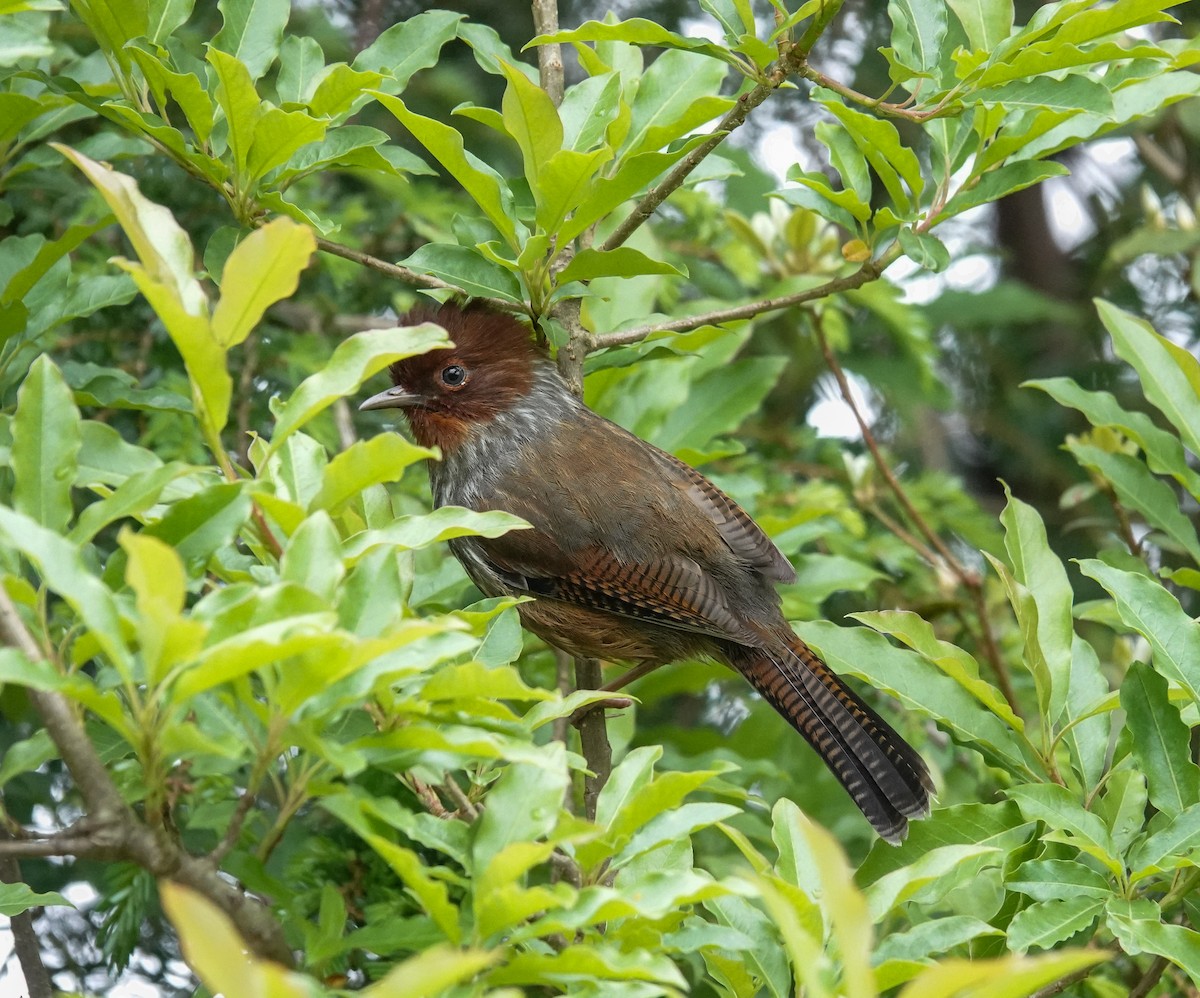 Taiwan Barwing - ML636809091