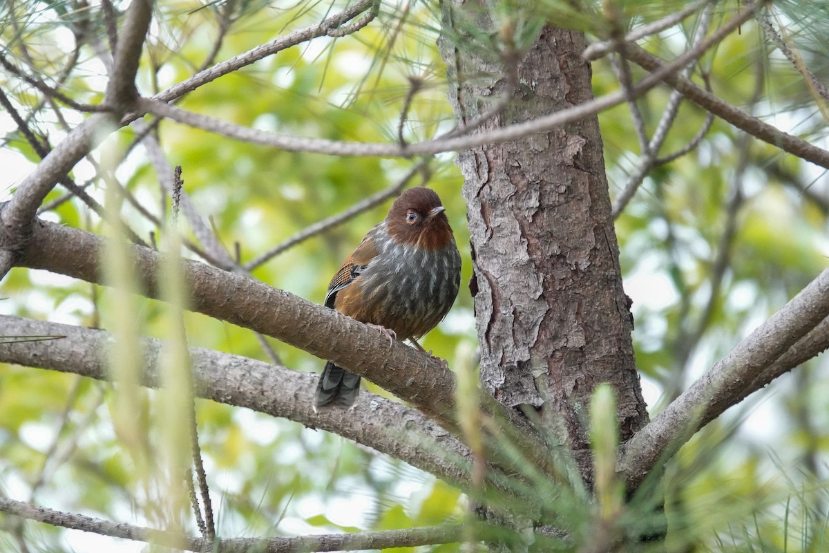 Taiwan Barwing - ML636809096