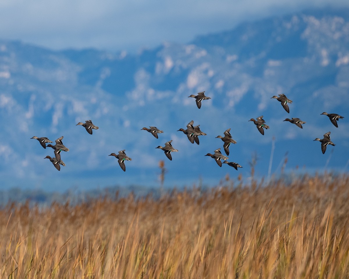 Green-winged Teal - ML636809180