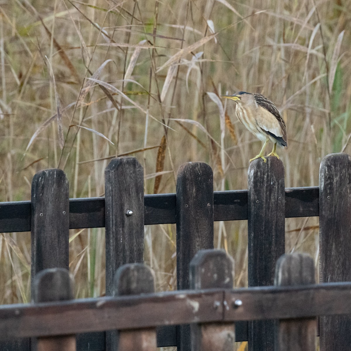 Little Bittern - ML636809184