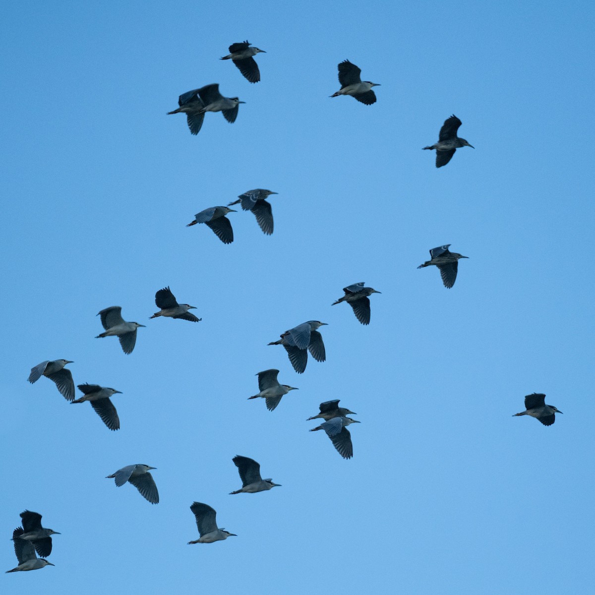 Black-crowned Night Heron - ML636809186