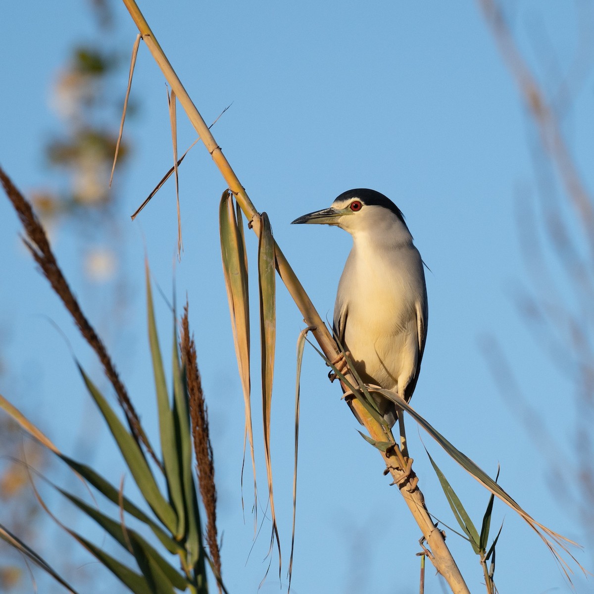 Black-crowned Night Heron - ML636809187