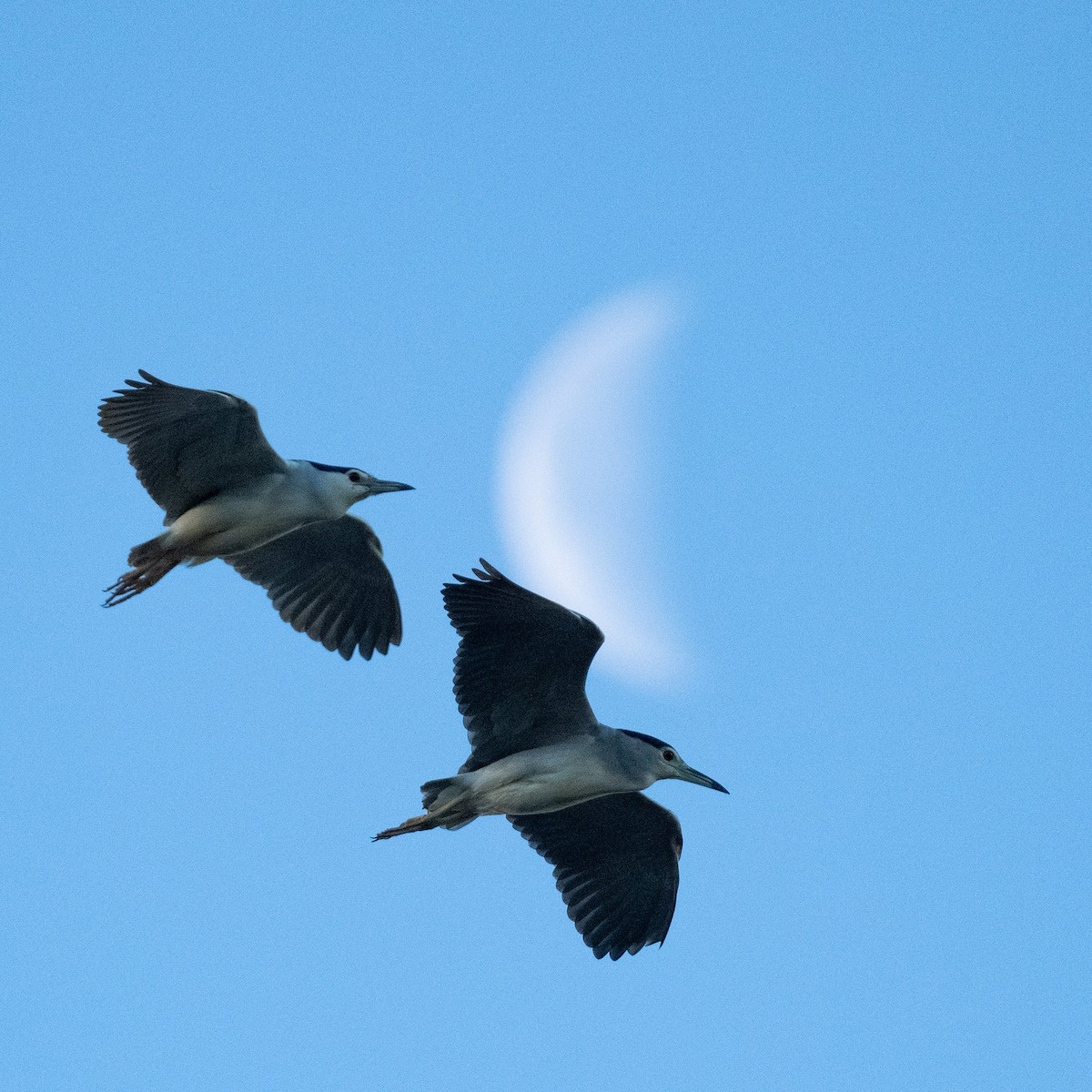 Black-crowned Night Heron - ML636809188