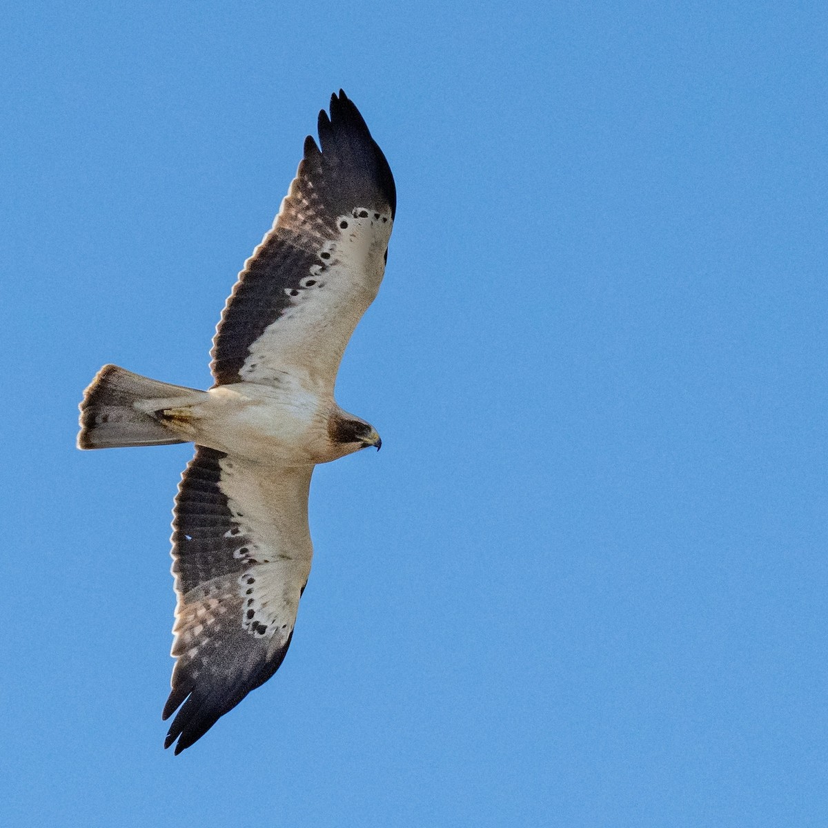 Booted Eagle - ML636809191