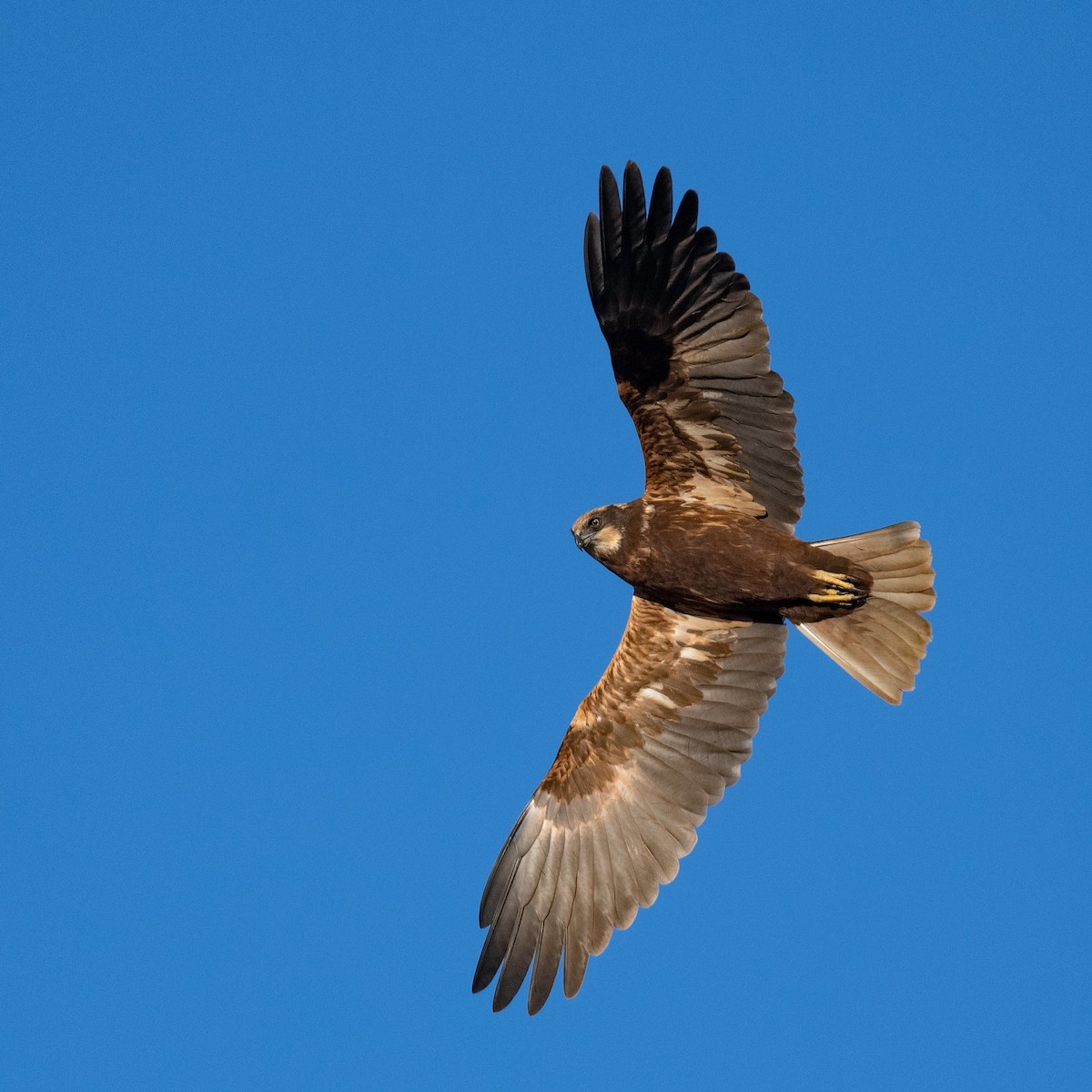 Western Marsh Harrier - ML636809194