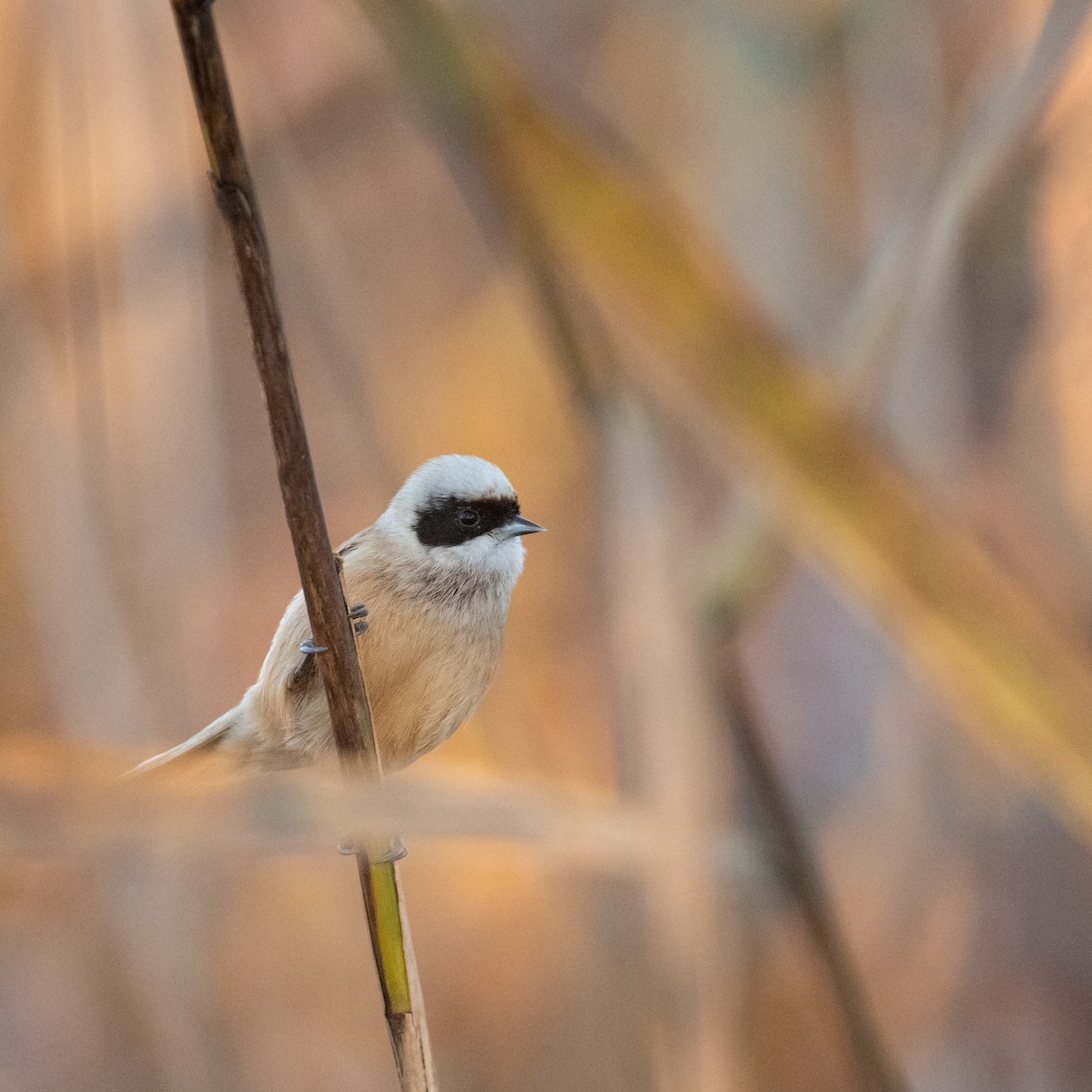 Eurasian Penduline-Tit - ML636809196