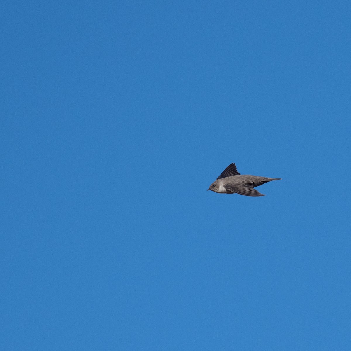 Eurasian Crag-Martin - ML636809198