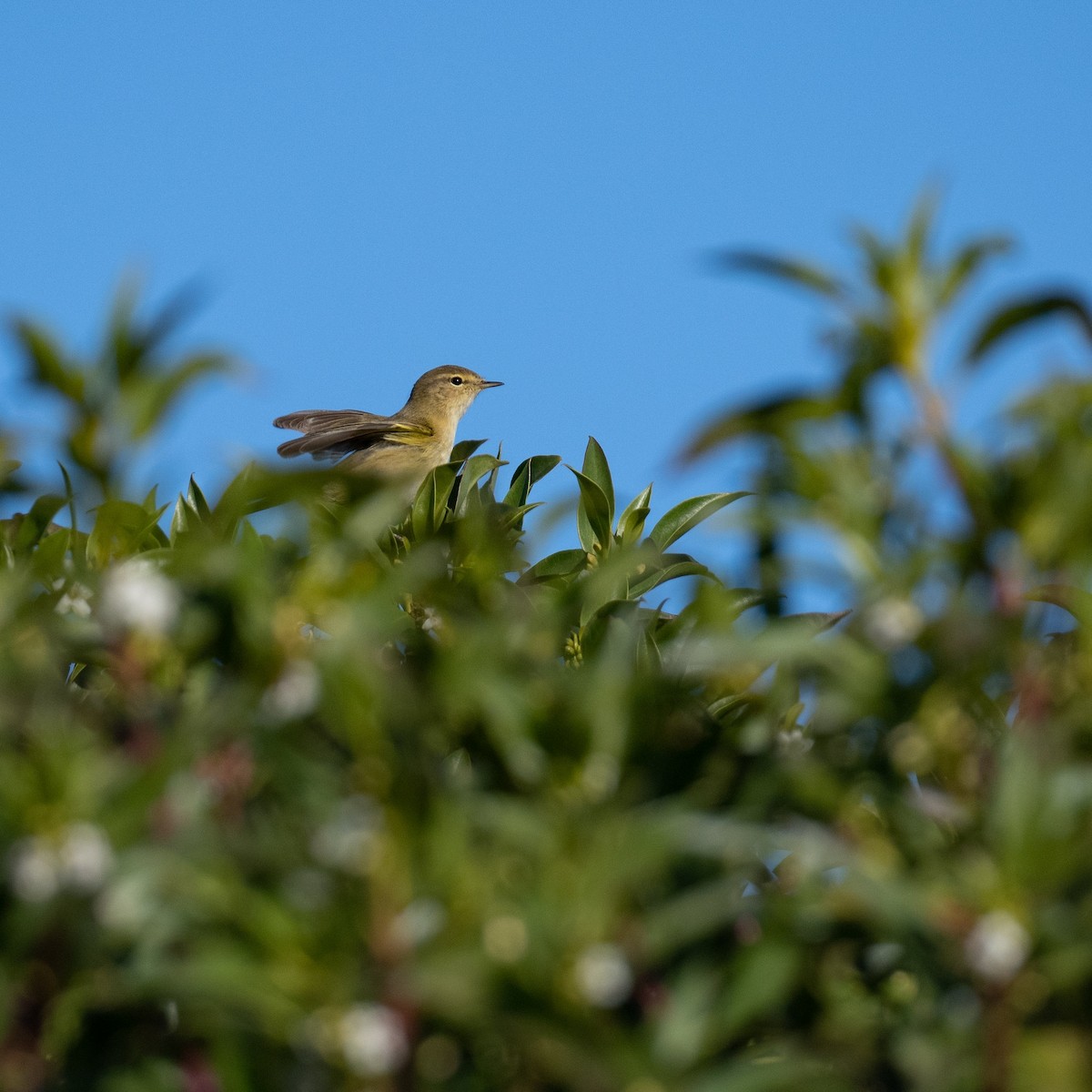 Common Chiffchaff - ML636809199