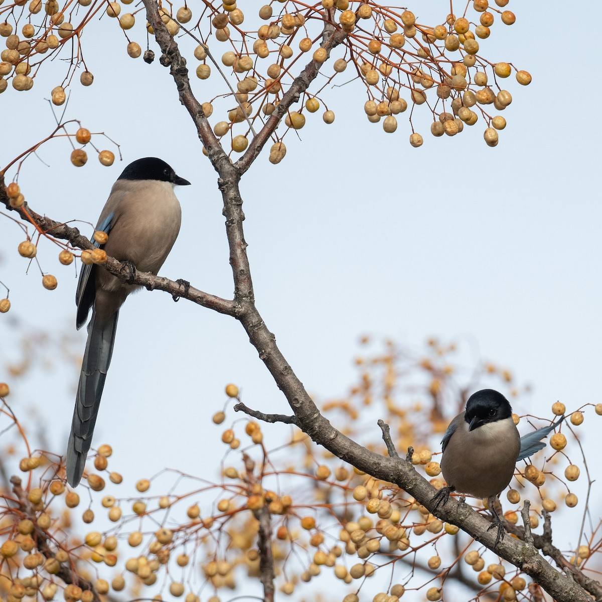 Iberian Magpie - ML636809228