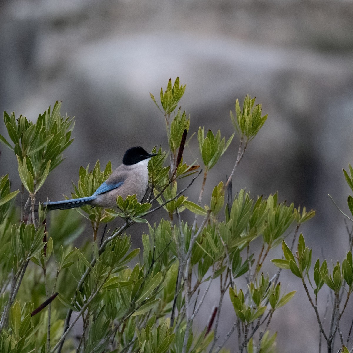 Iberian Magpie - ML636809229