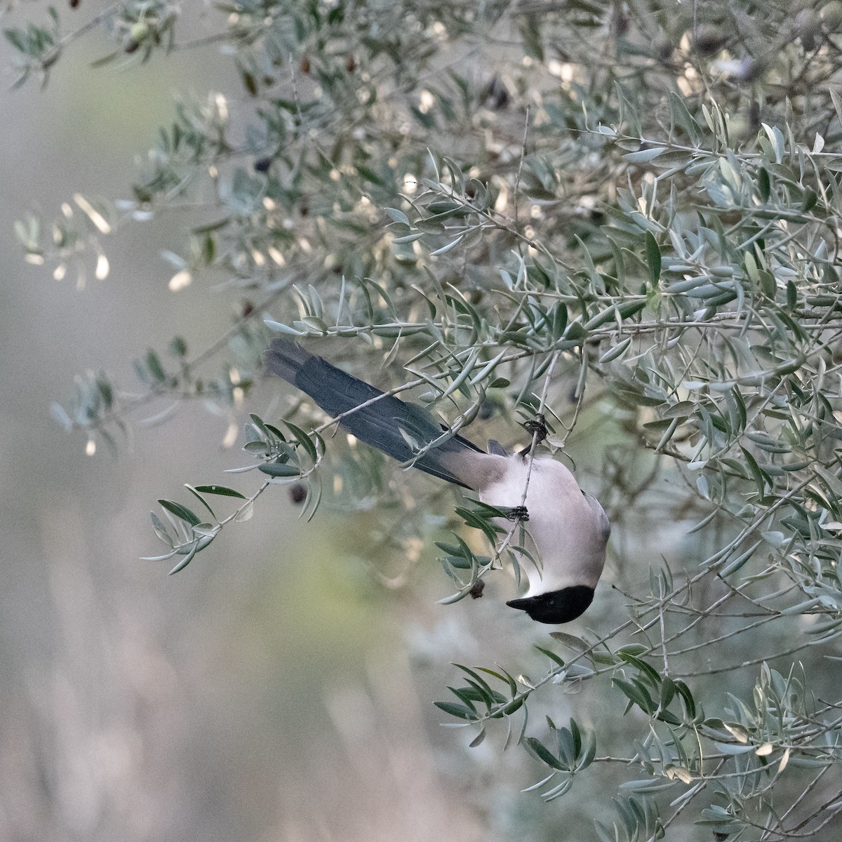 Iberian Magpie - ML636809230