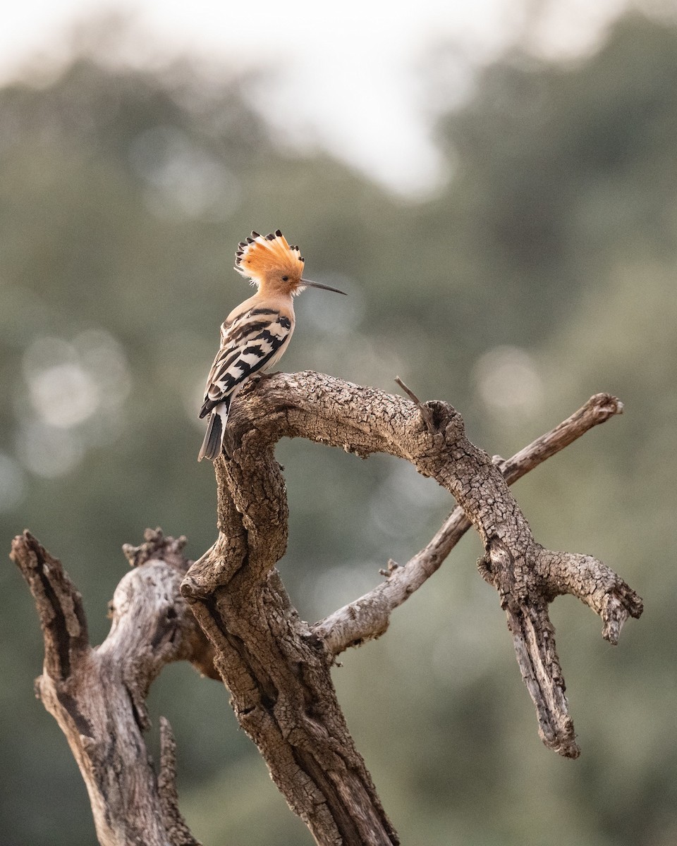 Common Hoopoe - ML636809237