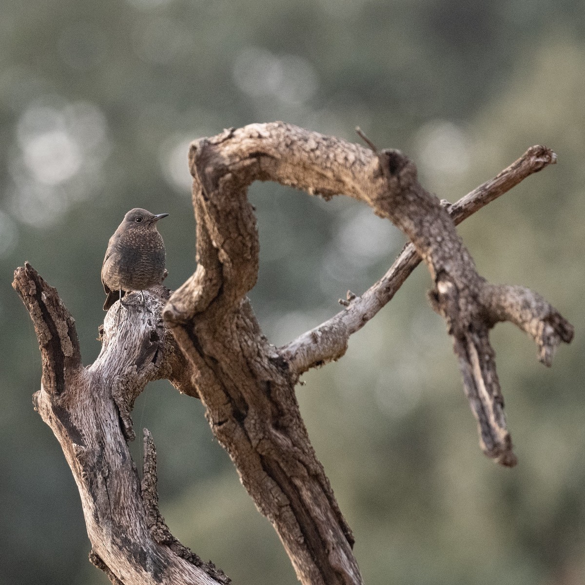 Blue Rock-Thrush - ML636809242