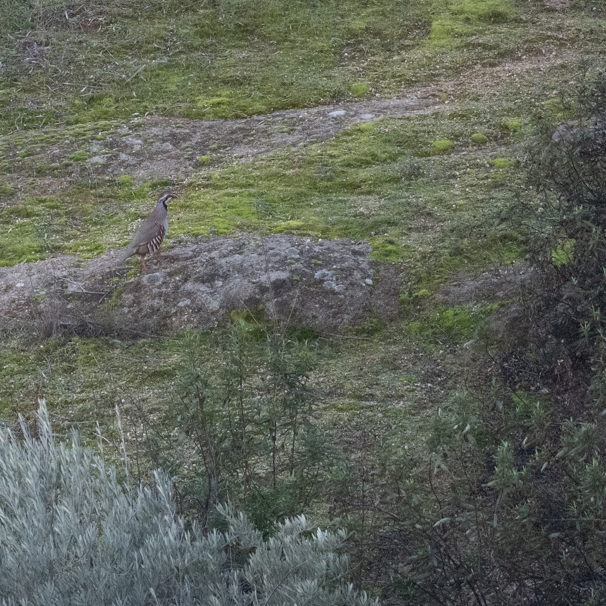 Red-legged Partridge - ML636809251