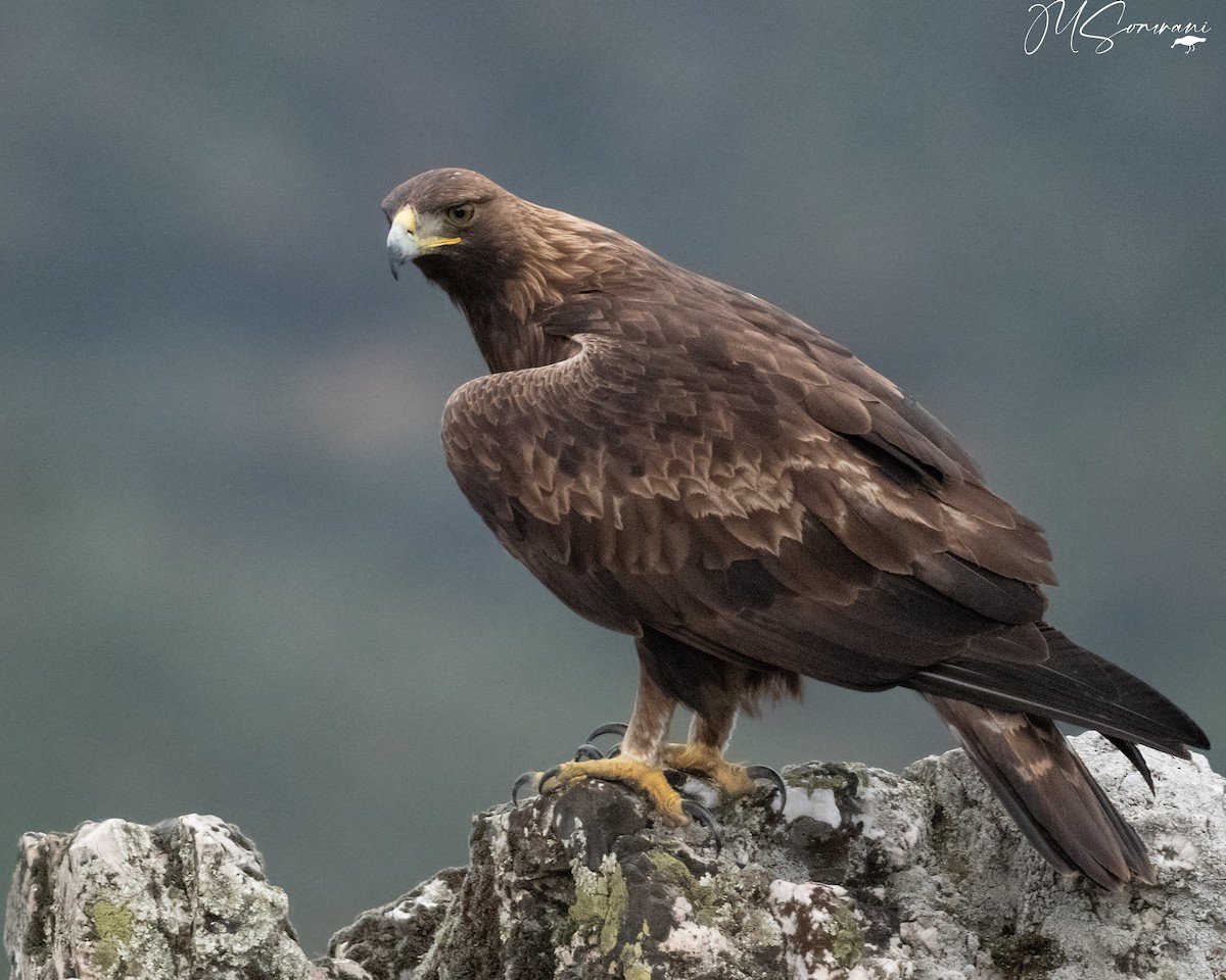 Golden Eagle - ML636809262
