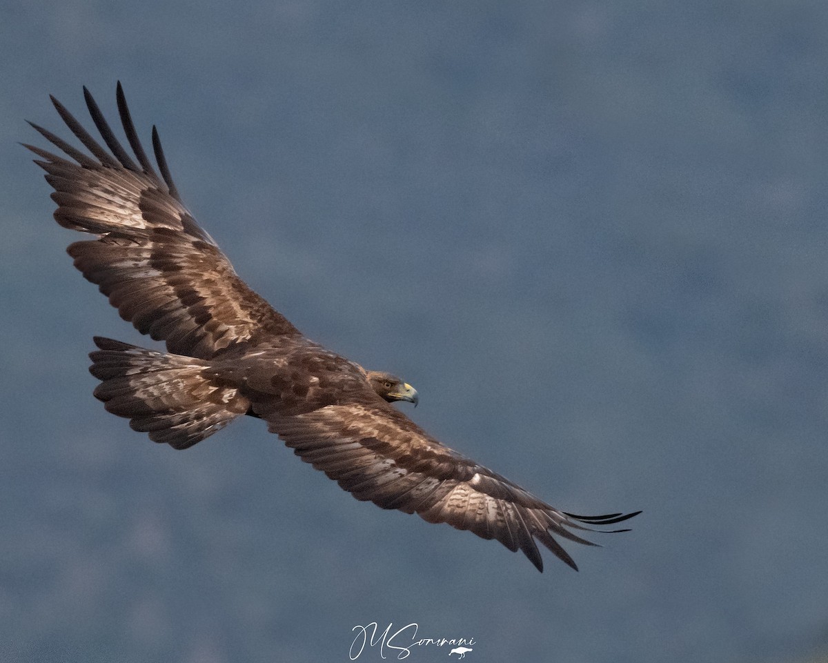 Golden Eagle - ML636809264